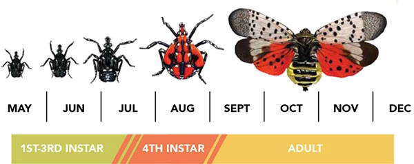 Invasive species enters Ohio. Here’s what you need to know