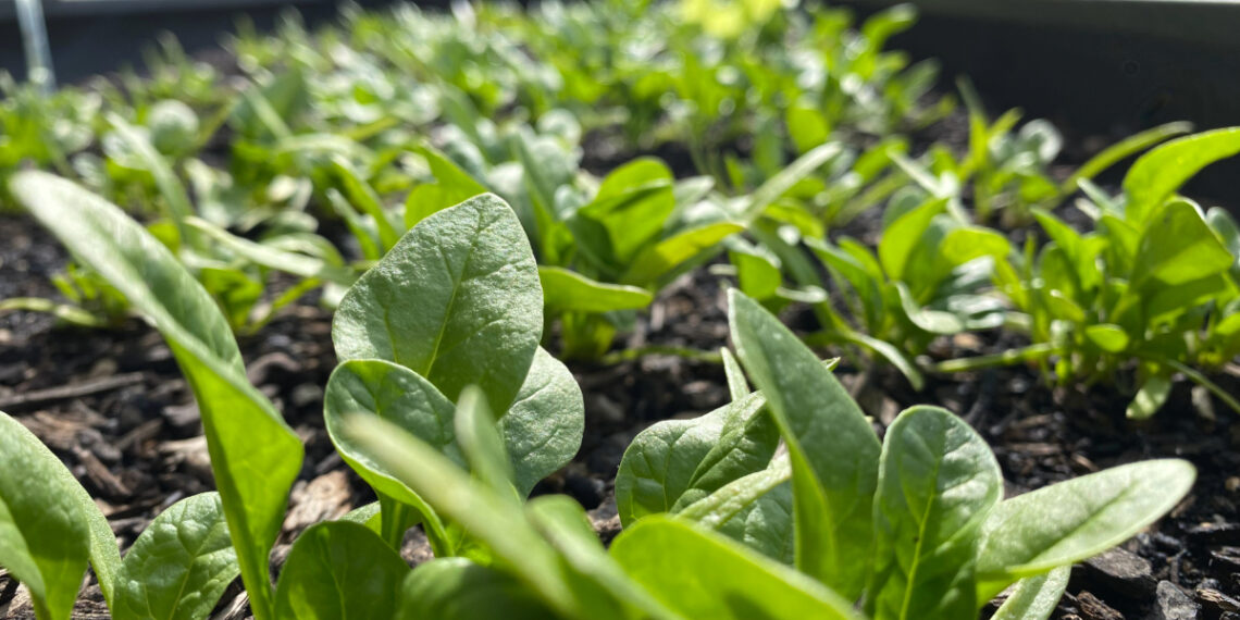 Free seed kits available as Ohio Victory Gardens Program returns