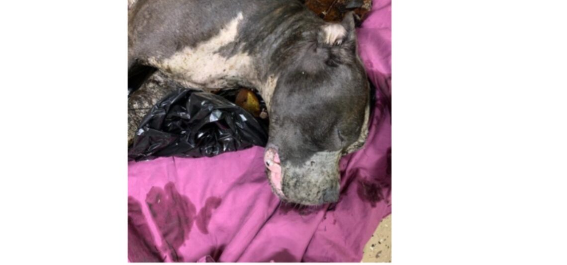 Authorities need help finding who weighted a dog down in a pond to kill