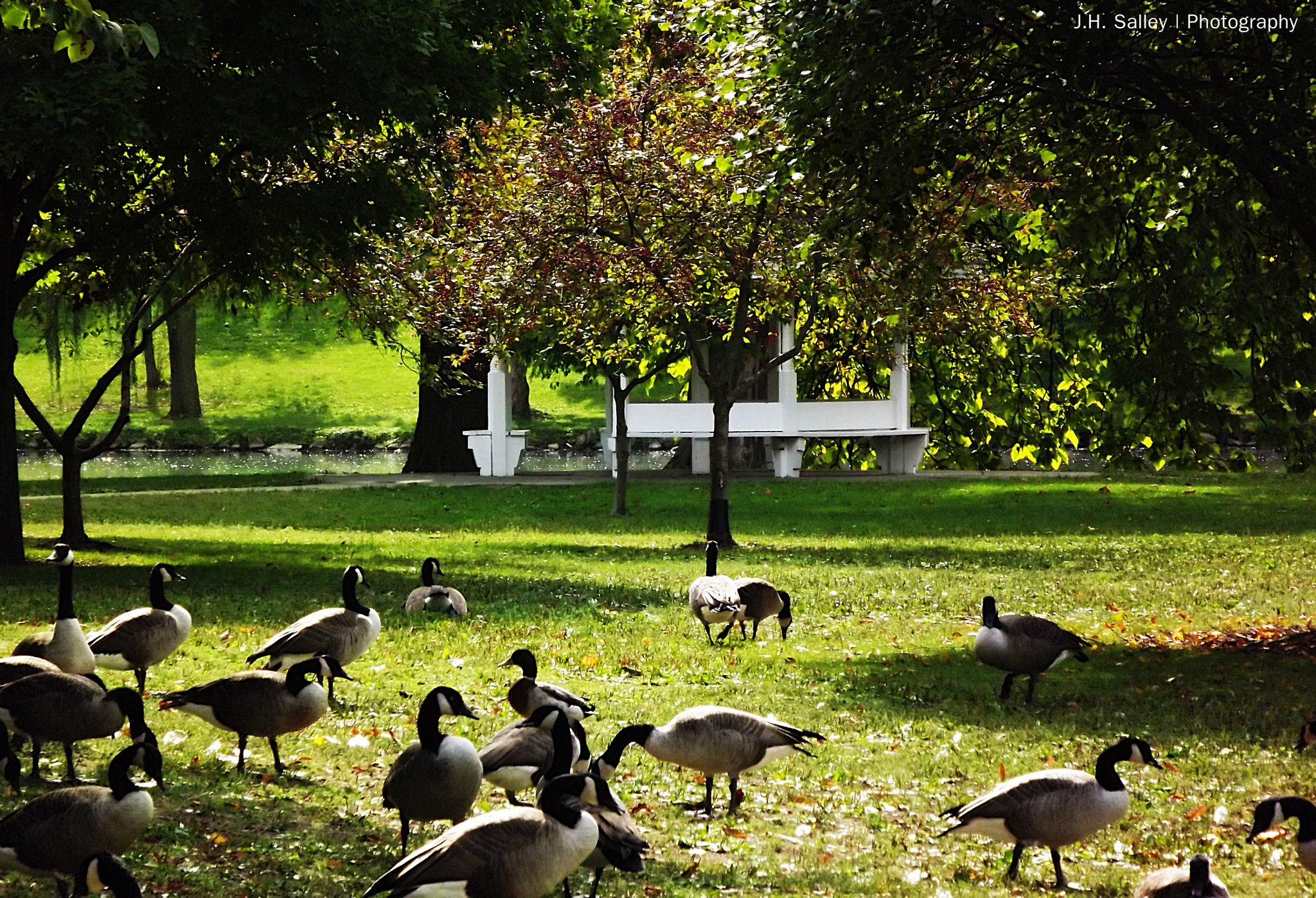 City implements program to deter geese from Yoctangee Park Scioto
