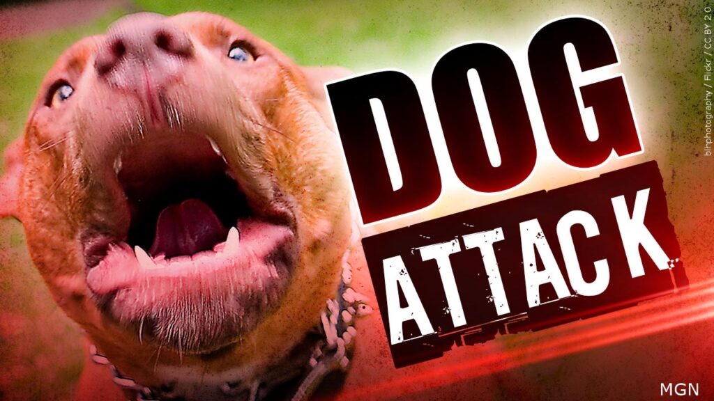 why do dogs attack bikers